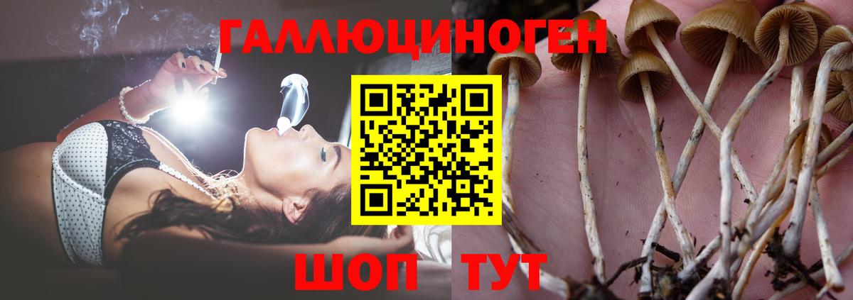 купить наркотики цена  Галлюциногенные грибы Psilocybine cubensis  Вход с VPN  Мценск 